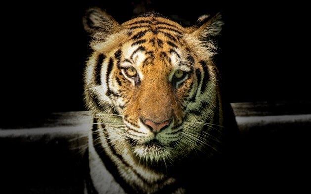 Who Is the Tiger King of Technology?