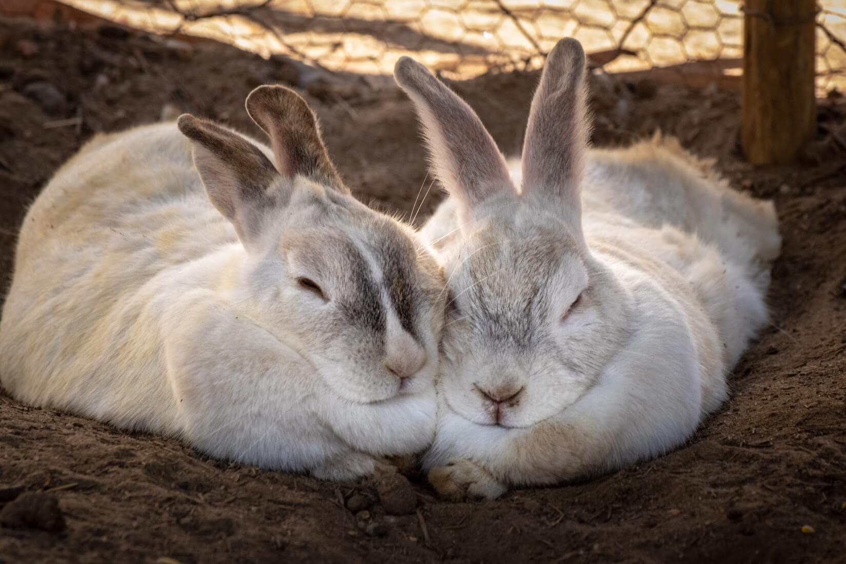 Connecting To RabbitMQ In Golang