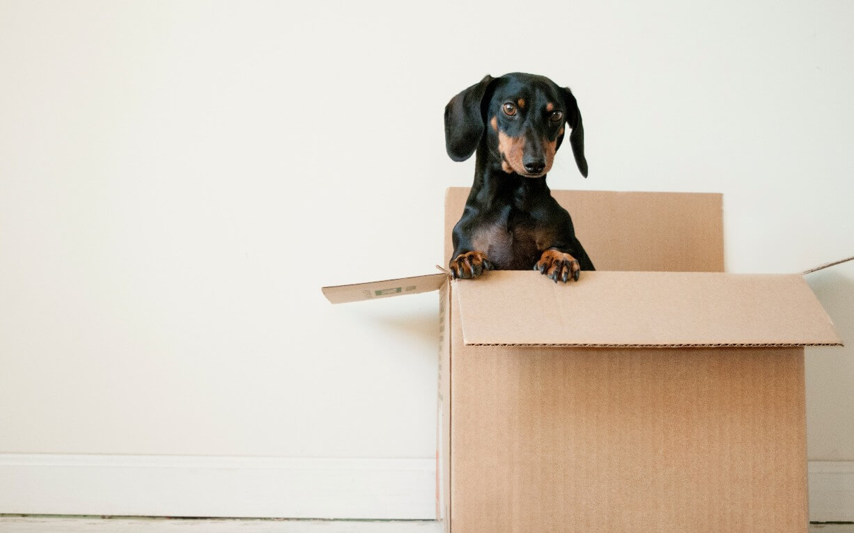 CSS Box-Model: Beginner's Guide