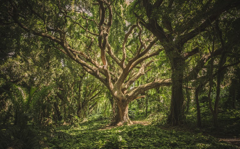 Logistic Regression vs. Decision Tree