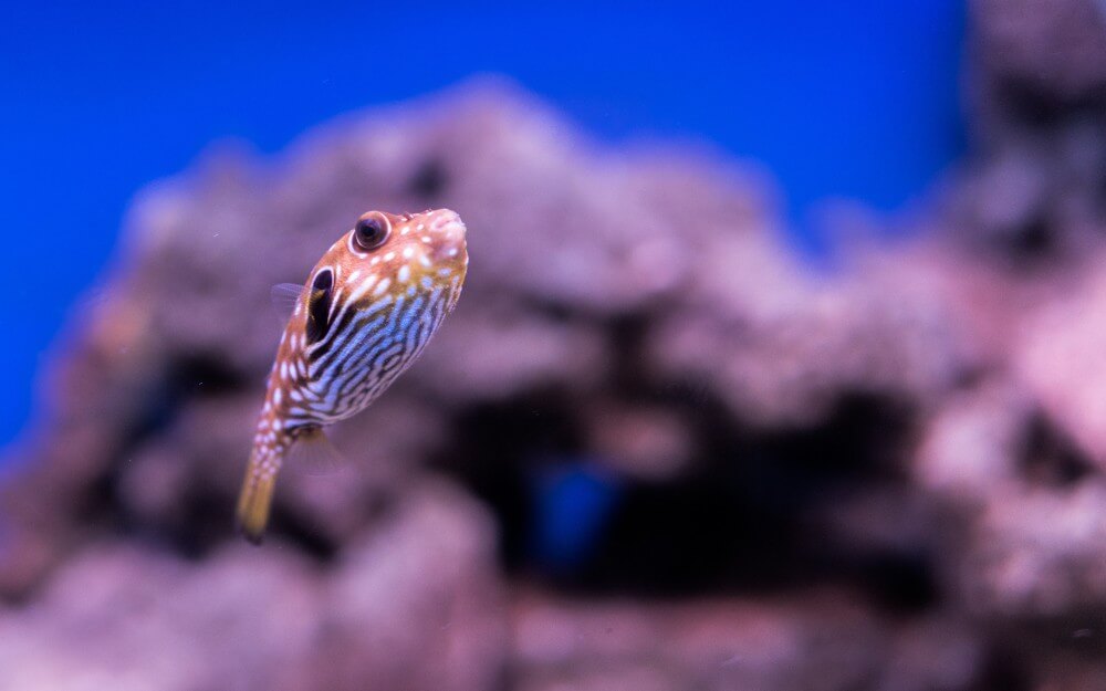 BlowFish, the Only Way to Secure Your Passwords