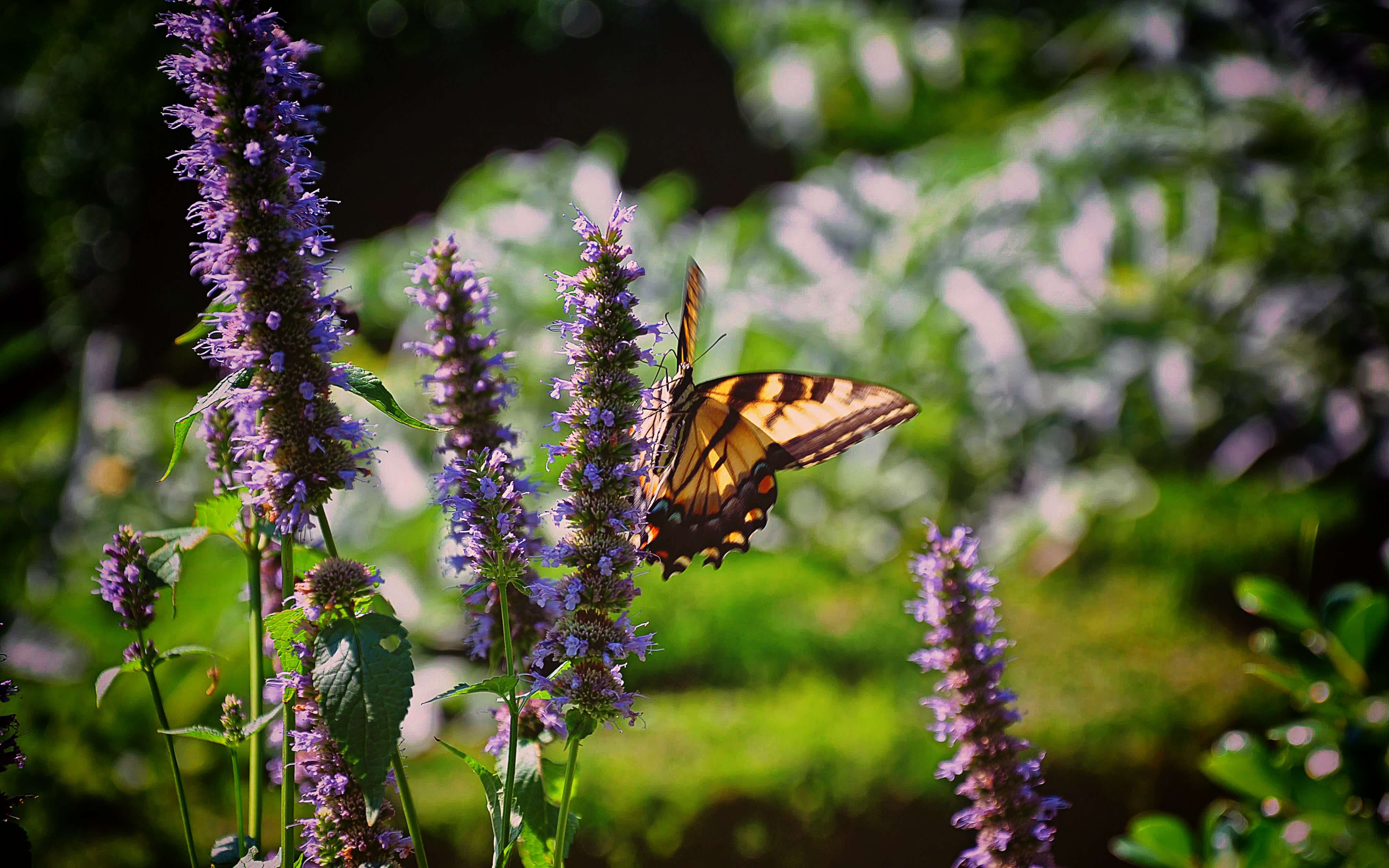 Flutter Interact: All You Need to Know!