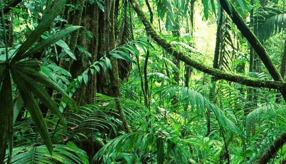 Survive in software jungle through CI/CD