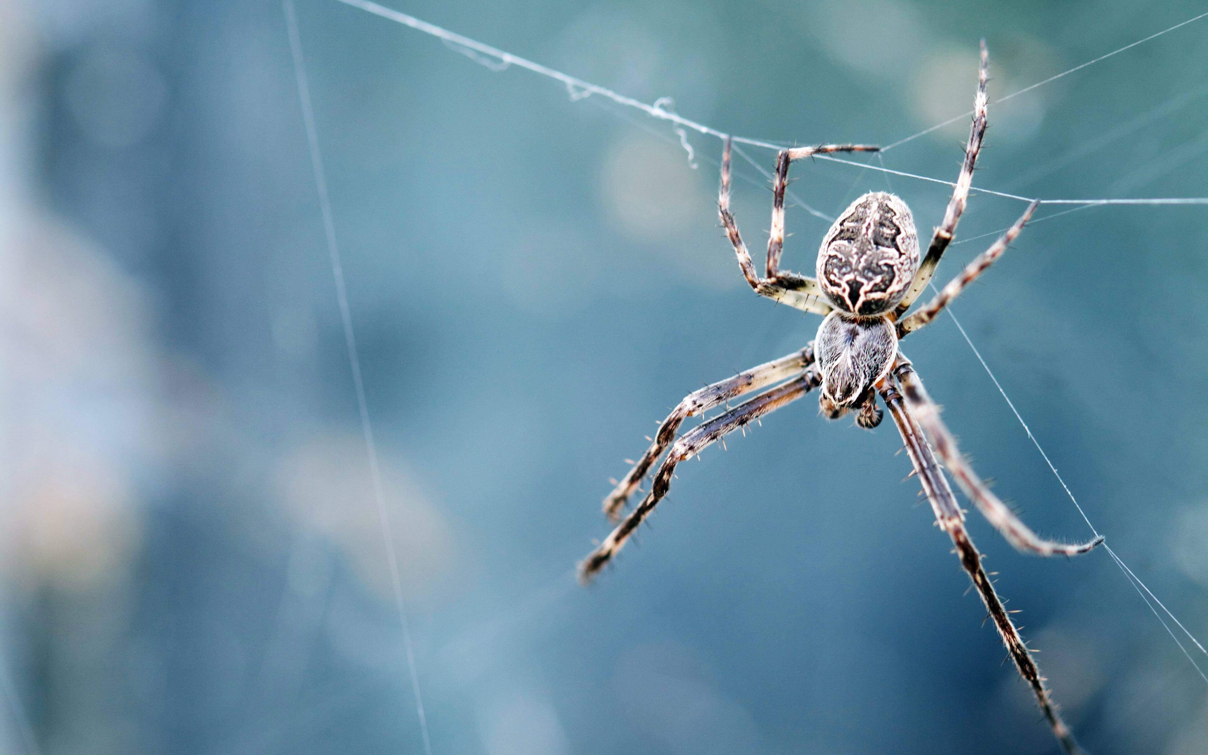 Uses for MariaDB and the Spider Storage Engine