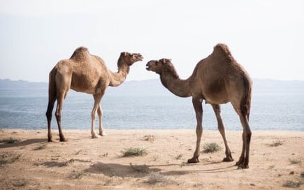 Camel K in a Nutshell