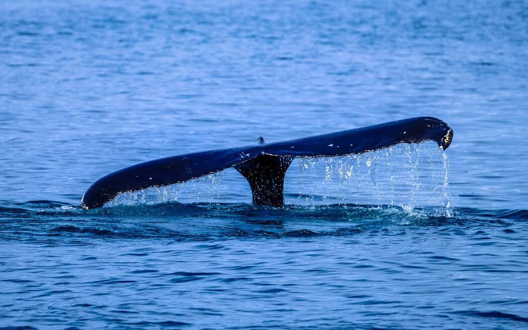 Dockerizing a Spring Boot Application