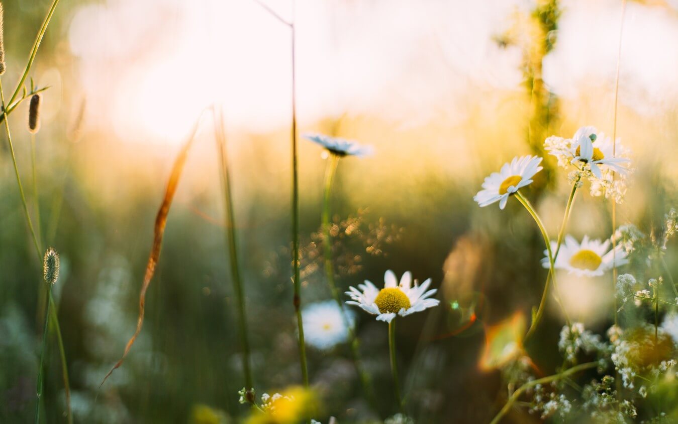 Spring REST TypeScript generator