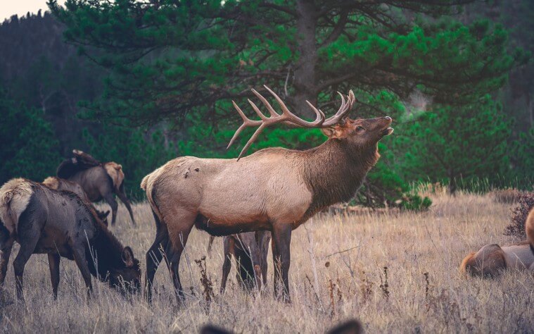 Hunting the ELK (Stack): Data Monitoring to Visualization