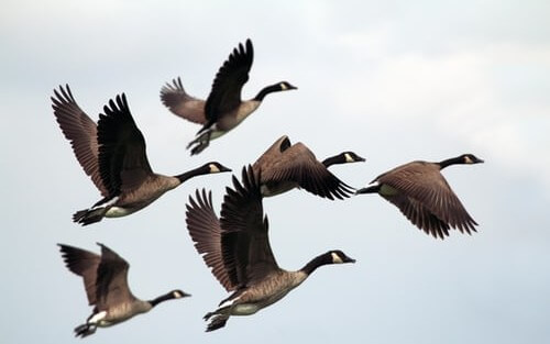 Migrate Data Between Databases With One Job Using the Dynamic Schema