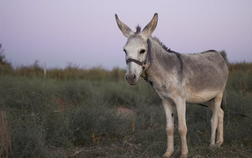 Mule OAuth 2.0 Provider in Mule 4