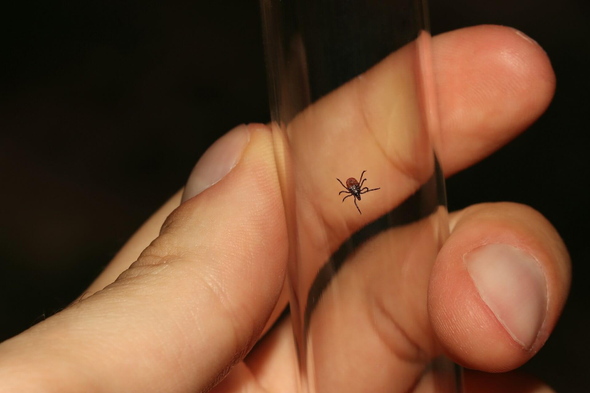 Meet Early: The AI That Catches Bugs Before They Bite